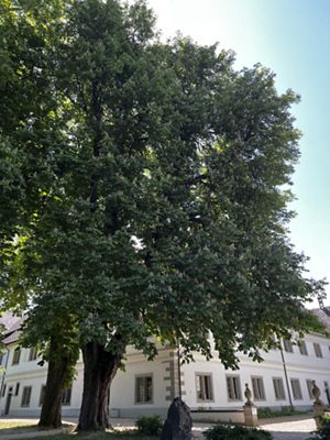 Gewöhnliche Rosskastanie, Mai 2025