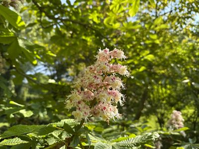 Horse chestnut flowers, May 2026