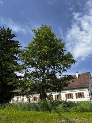 Schwarz-Erle, April 2026