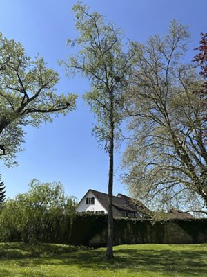 Hänge-Birke, April 2026