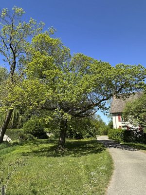Edelkastanie, April 2026