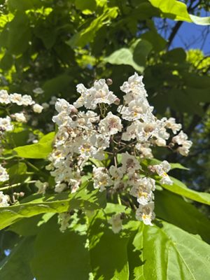 Trompetenbaumblüten, Juni 2026