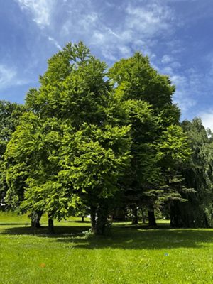 Kuchenbaum, Mai 2025