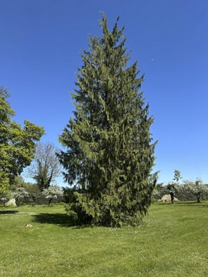 Schein-Zypresse «Pendula», April 2026