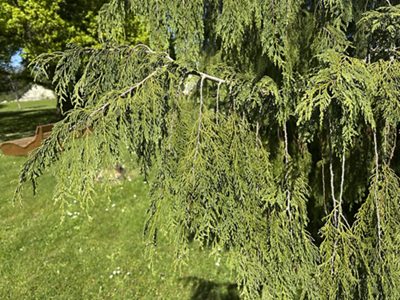 Schein-Zypresse «Pendula» Blätter, April 2026