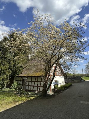 Blüten-Hartriegel, April 2026