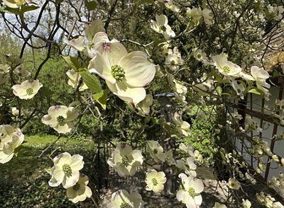 Blüten-Hartriegel Blüten & Blätter, April 2026