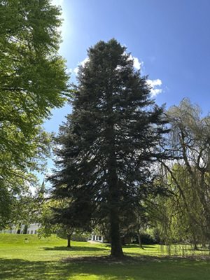 Nordmann-Tanne, April 2026