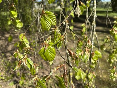 Hänge-Rot-Buche Blätter