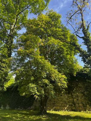 Blumen-Esche, Mai 2025
