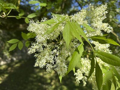 Blumen-Esche Blüte, April 2026