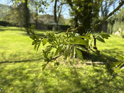 Blumen-Esche Blätter, April 2026