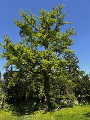 Ginkgo, Mai 2025