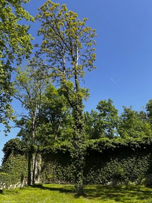 Kentucky-Kaffeebaum, Mai 2025