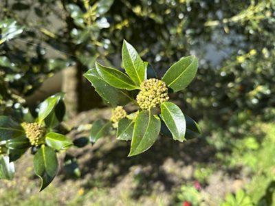 Europäische Stechpalme Blätter & Blüten, April 2026