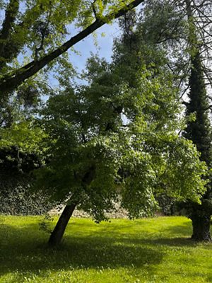 Amberbaum, April 2026