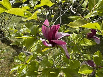 Tulpen-Magnolie Blätter & Blüten, April 2026