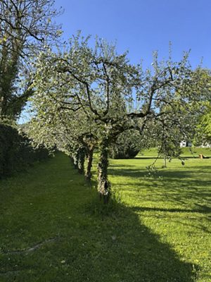 Kulturapfel, April 2026