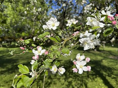 Kulturapfel Blüten & Blätter, April 2026