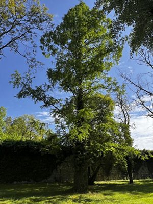 Urweltmammutbaum, April 2026