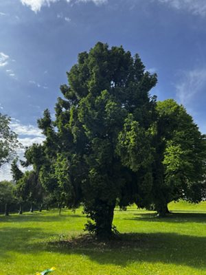Fichte «Ohlendorffii», Mai 2025