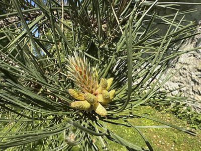 Black pine needles & flowers, May 2026