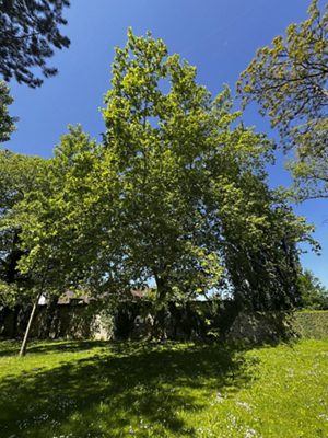 Ahornblättrige Platane, Mai 2025