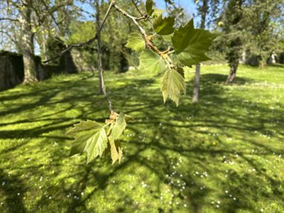 Ahornblättrige Platane Blätter, April 2026