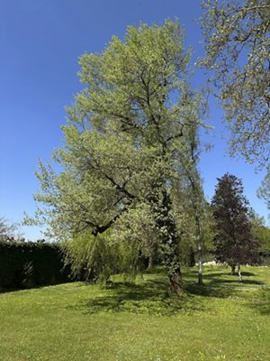 Silber-Pappel, Mai 2025