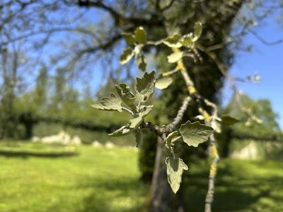 Silber-Pappel Blätter, April 2026