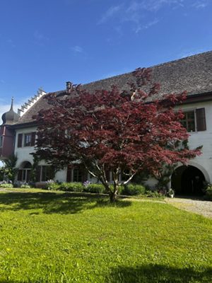 Fächer-Ahorn, April 2026