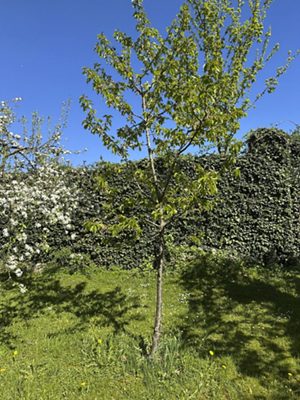 Wild-/Vogelkirsche, April 2026