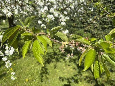 Wild-/Vogelkirsche Blätter & Blüten, April 2026
