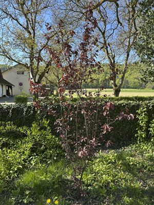 Kirschpflaume, April 2026