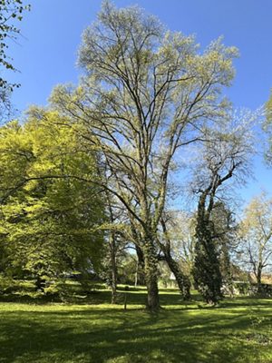Schindel-Eiche, April 2026