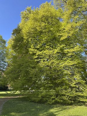 Persische Eiche, April 2026