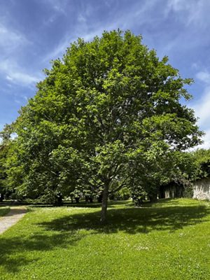 Trauben-Eiche, Mai 2025