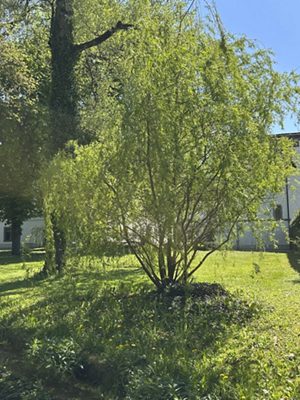 Silber-Weide, April 2026