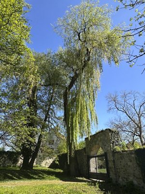 Silber-Weide «Tristis», April 2026