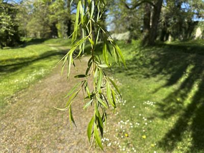 Silber-Weide «Tristis» Blätter, April 2026