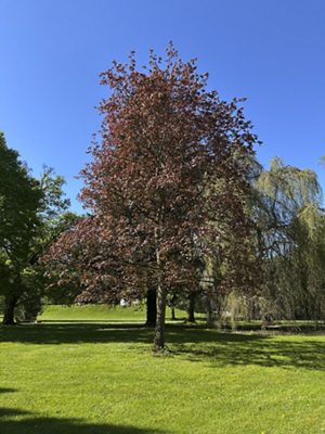 Spitz-Ahorn, April 2026