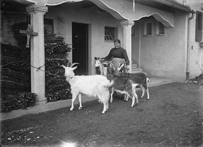 Small-scale livestock keeping at the Pantli housing estate (Schweizersbild), photograph 1920
