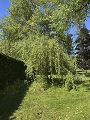 Weeping golden willow, May 2026