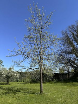 Speierling, April 2026