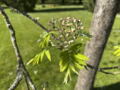 Speierling Blüten & Blätter, April 2026