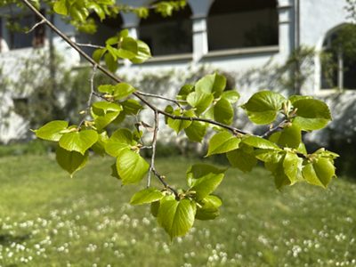 Winter-Linde Blätter, April 2026