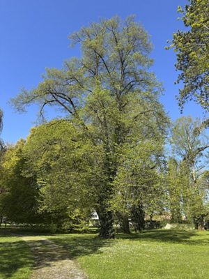 Sommer-Linde, Mai 2025