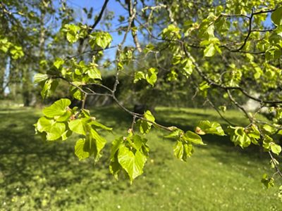Sommer-Linde Blätter, April 2026