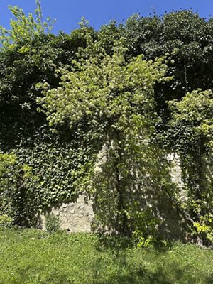 Kultur-Birne, April 2026
