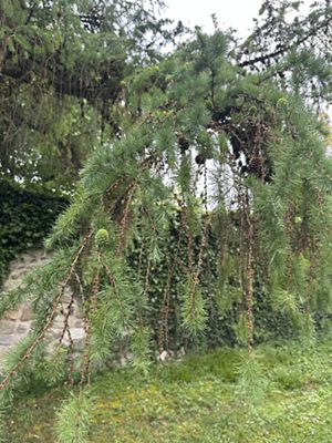 Japanese larch branches, May 2026
